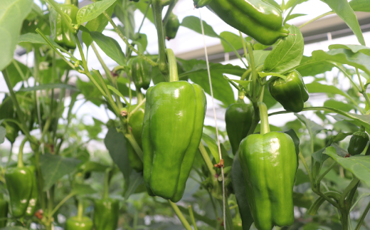 èŠå³ãå°ãªããŠããããïŒé«èŠèŸ²åã®ãã ããã»æ°é®®ããŒãã³1kg æ°é®® éè ããžã¿ãã« ãããã èŠå³ãå°ãªã ããŒãã³ ãŽãŒãŸã ããŠã¹ ããŠã¹ããŒãã³ ããŠã¹æ œå¹ æ£è ããã åœç£ ç£å°çŽé æ¬ é«ç¥ç é«ç¥åäžååž åäžå ããŸããšãçºéææïŒ10æïœ6æã26-0036