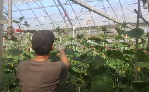 四万十市産 きゅうり 2kg 朝採れ 新鮮 野菜 やさい 高知県産 国産 胡瓜 キュウリ みずみずしい 産地直送 お取り寄せ 旬 ハウス栽培 農家直送 高知県 高知 四万十市 四万十 しまんと【発送時期：11月中旬～4月下旬】26-0030