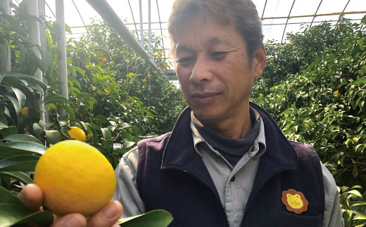 小夏 約 5kg 18～30個 高知県産 四万十市産 贈答用 ギフト 【 早期受付 数量限定 】先行 予約 ハウス栽培 こなつ コナツ 柑橘 フルーツ 果物 高知県 高知 四万十市 四万十 しまんと お取り寄せ 【 2026年5月下旬～6月下旬発送】25-1063