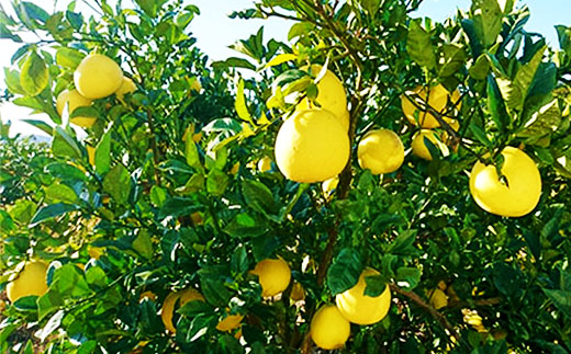 ãæ©æåä»ã»æ°ééå®ãçæã®åäœææŠ5kg å®¶åºçš äºçŽ å
è¡ å
è¡åä» æ©æ æ©æåä» æ°ééå® 2026幎é
é å®¶åºçš 5kg å€§äººæ° ãªããŒã¿ãŒ éå® åœç£ ãã«ãŒã æç© æ¬ ææŠ ã¶ããã ãã³ã¿ã³ åäœææŠ ææ© ææ©é¡ ãªã¹ã¹ã¡ åäžååž åäžå ããŸããš é«ç¥ç é«ç¥ ååœ åäœ ååœ ç£å°çŽé 蟲家çŽé ãåãå¯ã éæç¡æ ã2026幎2æäžæ¬ããçºéãR7-551