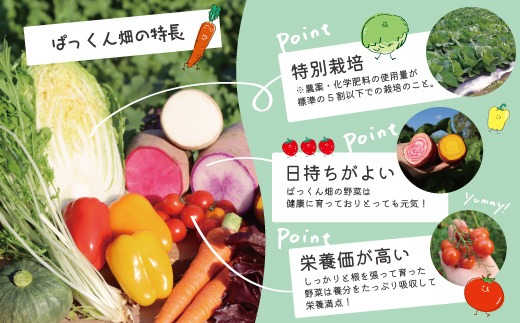 【 早期受付 4回定期便 】 とれたて 新鮮 ！ぱっくん畑のおくりもの 農家直送 秋・冬 野菜セット 約5種類 国産 野菜 やさい ベジタブル 先行 予約 高知県 高知 しまんと 四万十市 野菜便 限定 お取り寄せ 秋野菜 冬野菜 【2026年11月～2027年2月まで毎月1回配送】26-055