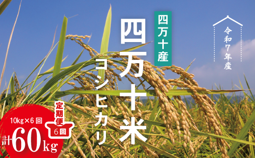令和7年産 6回 定期便 四万十産 四万十米 コシヒカリ 10kg （5kg×2袋）×6回（計60kg）こしひかり 60kg 令和7年 2025年 精米 白米 米 おこめ こめ コメ ご飯 ごはん ふっくら もちもち 四国 高知 四万十 しまんと R7-947