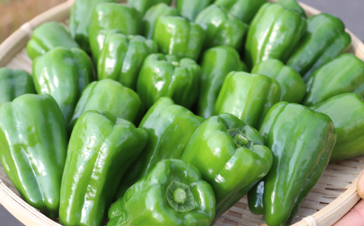 èŠå³ãå°ãªããŠããããïŒé«èŠèŸ²åã®ãã ããã»æ°é®®ããŒãã³1kg æ°é®® éè ããžã¿ãã« ãããã èŠå³ãå°ãªã ããŒãã³ ãŽãŒãŸã ããŠã¹ ããŠã¹ããŒãã³ ããŠã¹æ œå¹ æ£è ããã åœç£ ç£å°çŽé æ¬ é«ç¥ç é«ç¥åäžååž åäžå ããŸããšãçºéææïŒ10æïœ6æã26-0036