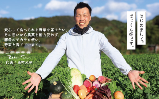 【 早期受付 4回定期便 】 とれたて 新鮮 ！ぱっくん畑のおくりもの 農家直送 秋・冬 野菜セット 約5種類 国産 野菜 やさい ベジタブル 先行 予約 高知県 高知 しまんと 四万十市 野菜便 限定 お取り寄せ 秋野菜 冬野菜 【2026年11月～2027年2月まで毎月1回配送】26-055