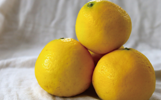 小夏 約 5kg 18～30個 高知県産 四万十市産 贈答用 ギフト 【 早期受付 数量限定 】先行 予約 ハウス栽培 こなつ コナツ 柑橘 フルーツ 果物 高知県 高知 四万十市 四万十 しまんと お取り寄せ 【 2026年5月下旬～6月下旬発送】25-1063