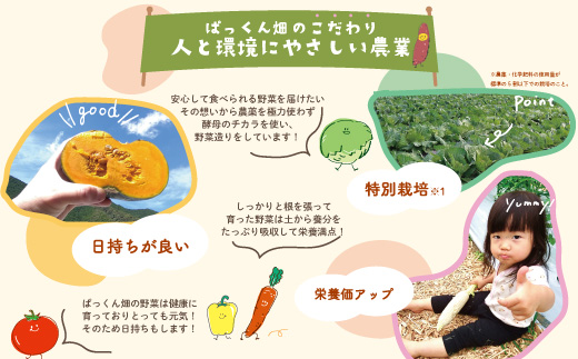 【 早期受付 4回定期便 】 とれたて 新鮮 ぱっくん畑のおくりもの 農家直送 秋・冬 野菜セット 約5種類 国産 野菜 やさい 予約 高知県 高知 しまんと 四万十市 限定 お取り寄せ 【2025年11月～2026年2月まで毎月1回配送】25-055