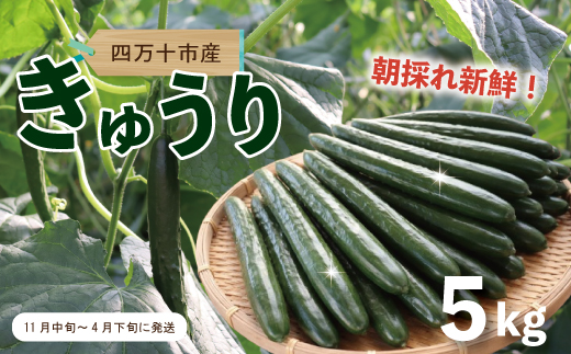 四万十市産 きゅうり 5kg 朝採れ 新鮮 野菜 やさい 高知県産 国産 胡瓜 キュウリ みずみずしい 産地直送 お取り寄せ 旬 ハウス栽培 農家直送 高知県 高知 四万十市 四万十 しまんと【発送時期：11月中旬～4月下旬】26-0031