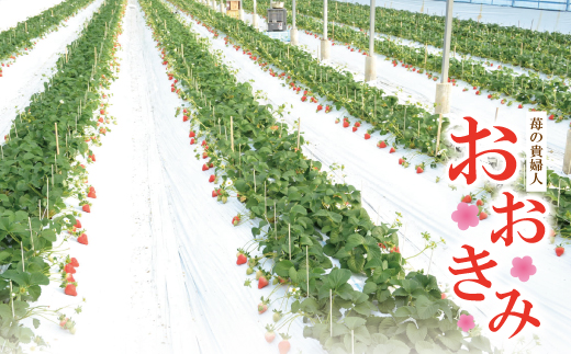 ã æ©æåä» æ°ééå® ã èº ã®è²Žå©Šäºº ãããã¿ ã¬ã®ã¥ã©ãŒ 4ãã㯠ãã«ãŒã æç© ãã¡ã ã¹ããããªãŒ é«çŽ äººæ° å€§ç² ãã¬ãã¢ã éå®å é«ç¥ç é«ç¥ åäžååž åäžå ããŸããš ãåãå¯ã ã2026幎2æããé æ¬¡çºéäºå®ã25-773