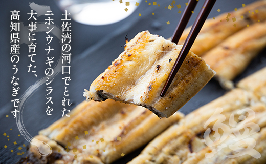 蒲焼きタレ付き うなぎ 白焼き 1kg以上 10尾×100～120g yw-0082