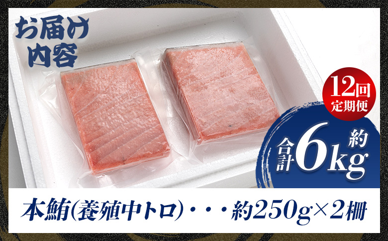 中トロ 定期便 12回 約250g 2冊 養殖 本マグロ 合計6kg - 鮪 まぐろ 中とろ 寿司 刺身 さしみ 海鮮丼 漬け丼 カルパッチョ おつまみ 新鮮 海産物 魚介 海の幸 オオジ 高知県 香南市 冷凍 Woo-0010