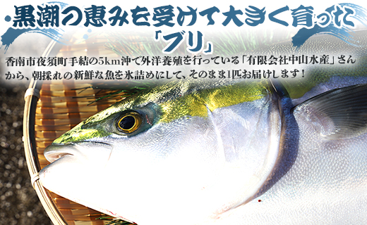 【年末配送可】中山水産 手結沖養殖「勝ブリ」 1匹(5kg～6kg) ny-0003