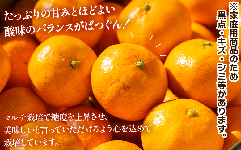 【2025年出荷分】露地みかん(2S～Mサイズ) 5kg 家庭用 丸萬農園 - 果物 くだもの フルーツ 果実 柑橘 かんきつ 蜜柑 みかん ミカン 果汁 期間限定 訳あり 訳アリ キズ 傷 高知県 香南市 常温 mn-0004