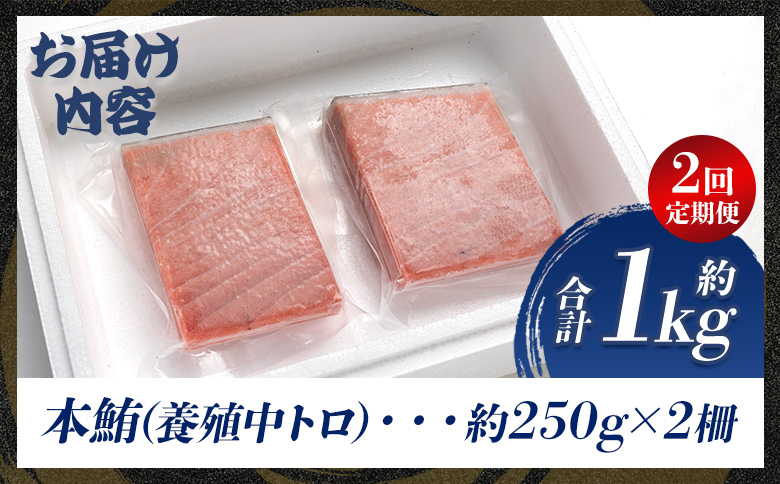 中トロ 定期便 2回 約250g 2冊 養殖 本マグロ 合計1kg - 鮪 まぐろ 中とろ 寿司 刺身 さしみ 海鮮丼 漬け丼 カルパッチョ おつまみ 新鮮 海産物 魚介 海の幸 オオジ 高知県 香南市 冷凍 Woo-0007