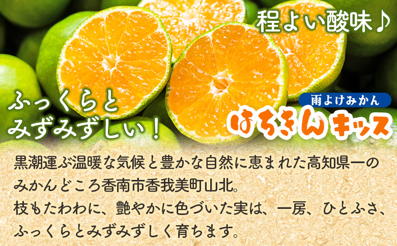 はちきんキッス(雨よけみかん) 5kg- 果物 フルーツ ごくわせ 極早生みかん 期間限定 柑橘類 ミカン 山北みかん おすそ分け おいしい みずみずしい ビタミンC 程よい酸味 小さなお子様 子供 こども 美容と健康 特産品 送料無料 高知県 香南市 ku-0040