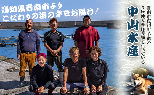 【年末配送可】中山水産 手結沖養殖「勝ブリ」 1匹(5kg～6kg) ny-0003