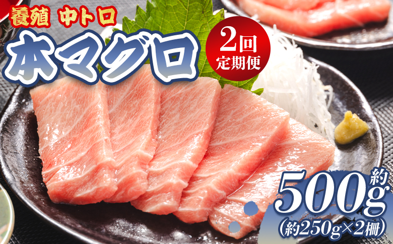 中トロ 定期便 2回 約250g 2冊 養殖 本マグロ 合計1kg - 鮪 まぐろ 中とろ 寿司 刺身 さしみ 海鮮丼 漬け丼 カルパッチョ おつまみ 新鮮 海産物 魚介 海の幸 オオジ 高知県 香南市 冷凍 Woo-0007