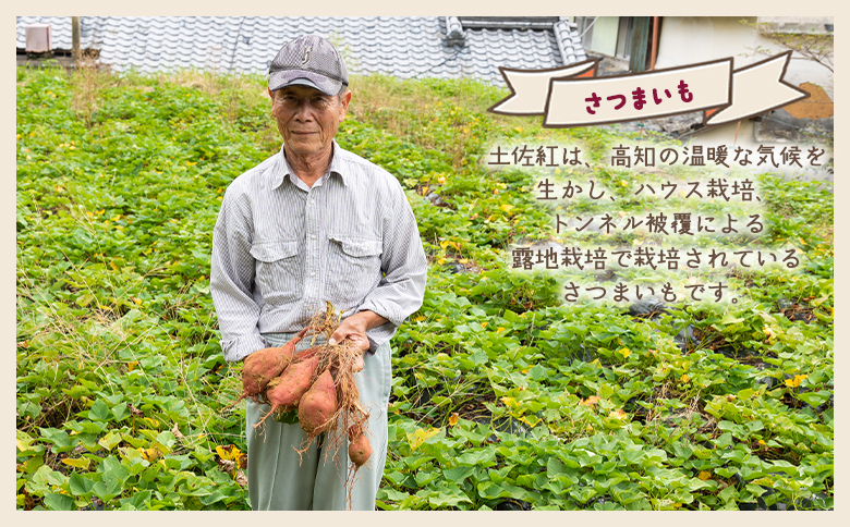 さつまいも（土佐紅）2kg - サツマイモ さつま芋 野菜 焼き芋 やきいも 焼いも おやつ スイーツ スイートポテト バター焼き アレンジ 料理 国産 高知県 香南市 yr-0042