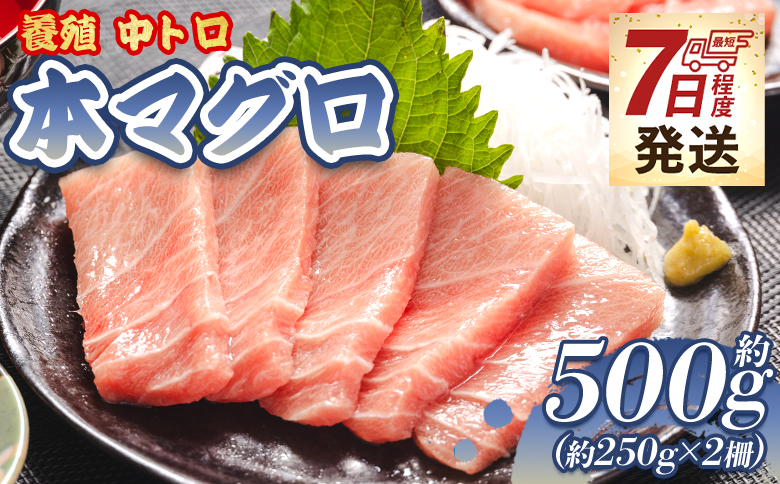 【7日程度で発送】本まぐろ 養殖 中トロ 約500g 2冊 鮪 魚介 国産 海鮮 魚 かばやき 鰻 ウナギ 惣菜 おかず お手軽 加工品 加工食品 冷凍 スピード oo-0002