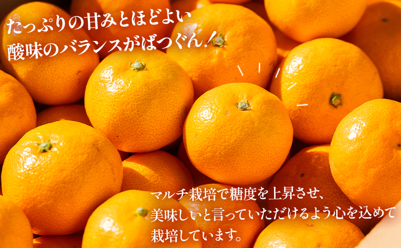 【2025年出荷分】露地みかん(2S～Mサイズ) 5kg 贈答用 丸萬農園 - 果物 くだもの フルーツ 果実 柑橘 かんきつ 蜜柑 みかん ミカン 期間限定 ギフト 贈り物 プレゼント お祝い 感謝 お礼 高知県 香南市 常温 mn-0001