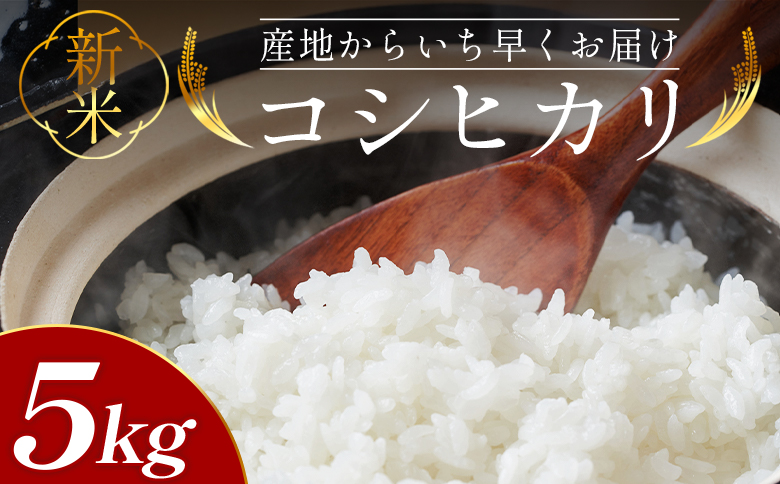 新米 令和8年産 コシヒカリ 5kg - お米 おこめ 国産 米 精米 こしひかり ごはん 白米 ご飯 おにぎり おむすび 料理 調理 防災 非常食 備蓄 高知県 香南市 at-0056
