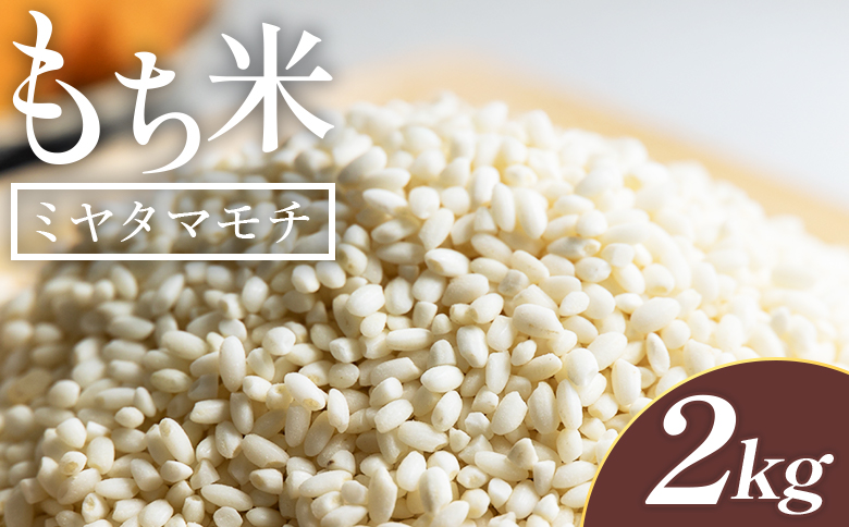 もち米 2kg - ミヤタマモチ  国産 餅米 モチ おもち おこわ おはぎ ぼたもち お雑煮 赤飯 米 お米 アレンジ 調理 アスタ農園 高知県 香南市 常温 at-0069