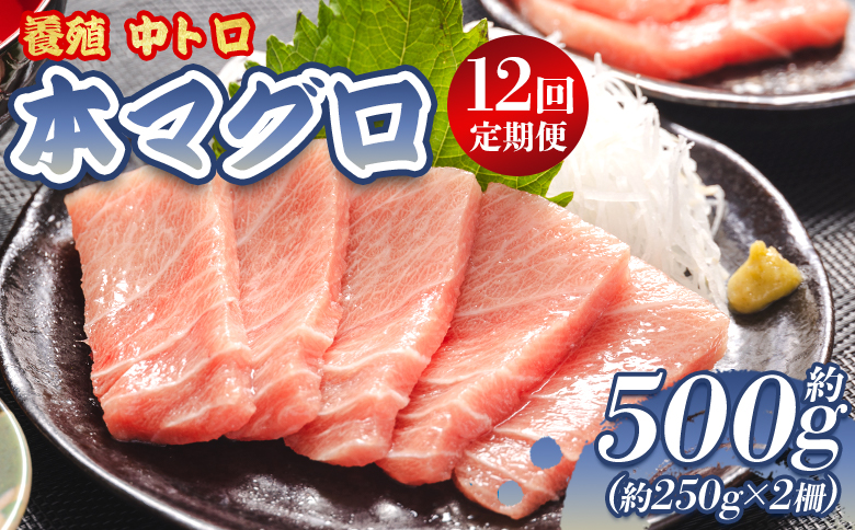 中トロ 定期便 12回 約250g 2冊 養殖 本マグロ 合計6kg - 鮪 まぐろ 中とろ 寿司 刺身 さしみ 海鮮丼 漬け丼 カルパッチョ おつまみ 新鮮 海産物 魚介 海の幸 オオジ 高知県 香南市 冷凍 Woo-0010