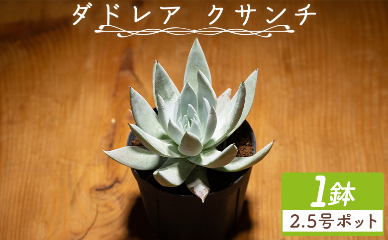 ã¯ãµã³ã ããã¬ã¢ - å€èæ€ç© æ€ç© ãã³ã±ã€ãœãŠç§ åé ã¿ã€ã ã€ã³ããªã¢ ããã¥ã©ã« èªç¶ ã°ãªãŒã³ èŠ³èæ€ç© ãããã çã ãããã Succulent field ãµãã¥ã¬ã³ããã£ãŒã«ã é«ç¥ç éŠååž åžžæž© cc-0001