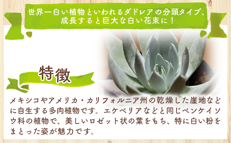 ã¯ãµã³ã ããã¬ã¢ - å€èæ€ç© æ€ç© ãã³ã±ã€ãœãŠç§ åé ã¿ã€ã ã€ã³ããªã¢ ããã¥ã©ã« èªç¶ ã°ãªãŒã³ èŠ³èæ€ç© ãããã çã ãããã Succulent field ãµãã¥ã¬ã³ããã£ãŒã«ã é«ç¥ç éŠååž åžžæž© cc-0001