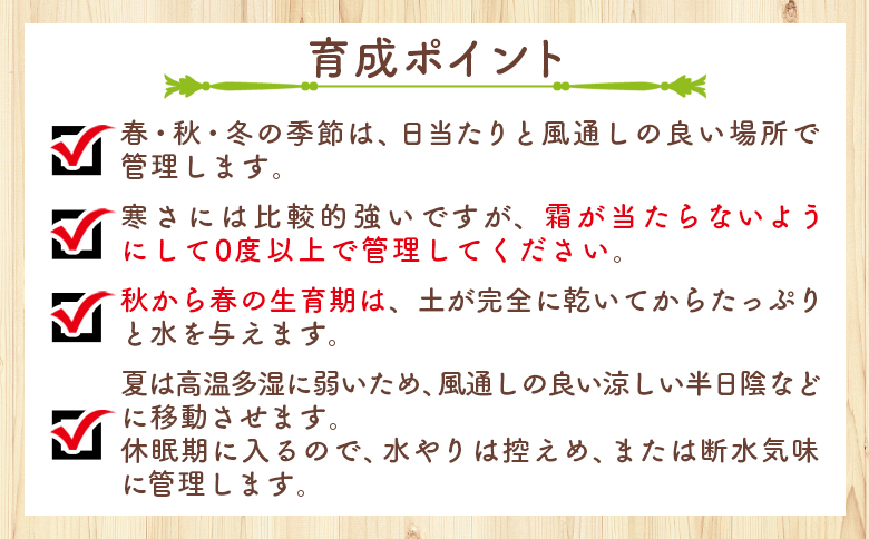 ã¯ãµã³ã ããã¬ã¢ - å€èæ€ç© æ€ç© ãã³ã±ã€ãœãŠç§ åé ã¿ã€ã ã€ã³ããªã¢ ããã¥ã©ã« èªç¶ ã°ãªãŒã³ èŠ³èæ€ç© ãããã çã ãããã Succulent field ãµãã¥ã¬ã³ããã£ãŒã«ã é«ç¥ç éŠååž åžžæž© cc-0001