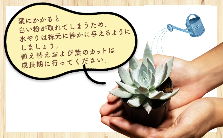 ã¯ãµã³ã ããã¬ã¢ - å€èæ€ç© æ€ç© ãã³ã±ã€ãœãŠç§ åé ã¿ã€ã ã€ã³ããªã¢ ããã¥ã©ã« èªç¶ ã°ãªãŒã³ èŠ³èæ€ç© ãããã çã ãããã Succulent field ãµãã¥ã¬ã³ããã£ãŒã«ã é«ç¥ç éŠååž åžžæž© cc-0001