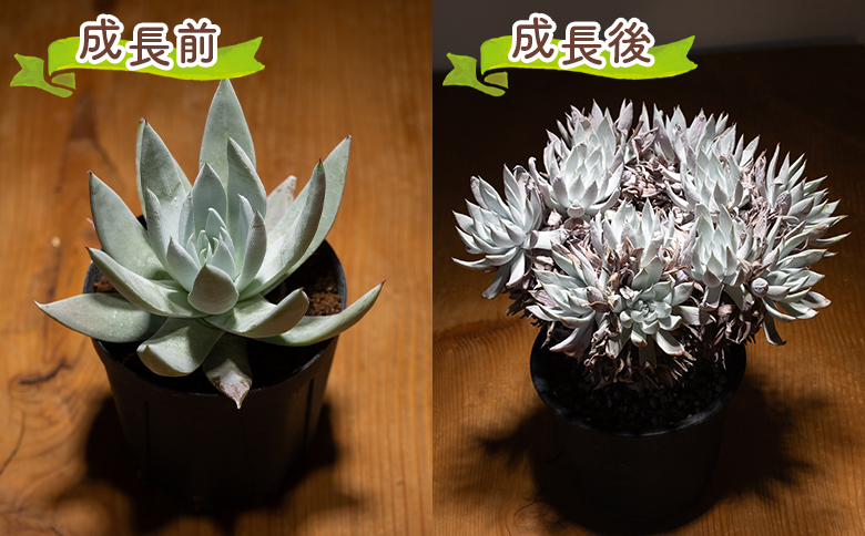 ã¯ãµã³ã ããã¬ã¢ - å€èæ€ç© æ€ç© ãã³ã±ã€ãœãŠç§ åé ã¿ã€ã ã€ã³ããªã¢ ããã¥ã©ã« èªç¶ ã°ãªãŒã³ èŠ³èæ€ç© ãããã çã ãããã Succulent field ãµãã¥ã¬ã³ããã£ãŒã«ã é«ç¥ç éŠååž åžžæž© cc-0001