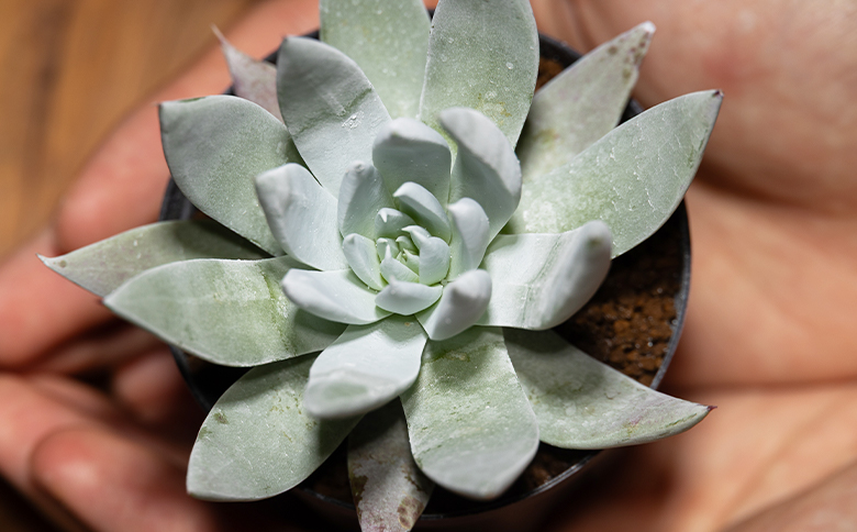 ã¯ãµã³ã ããã¬ã¢ - å€èæ€ç© æ€ç© ãã³ã±ã€ãœãŠç§ åé ã¿ã€ã ã€ã³ããªã¢ ããã¥ã©ã« èªç¶ ã°ãªãŒã³ èŠ³èæ€ç© ãããã çã ãããã Succulent field ãµãã¥ã¬ã³ããã£ãŒã«ã é«ç¥ç éŠååž åžžæž© cc-0001