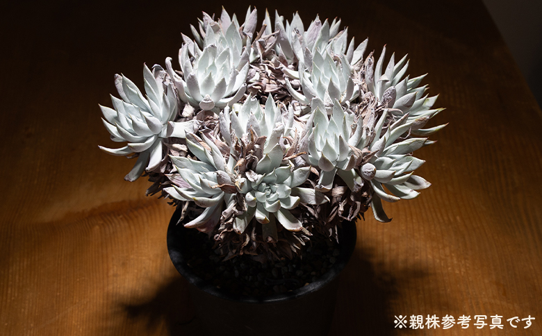 ã¯ãµã³ã ããã¬ã¢ - å€èæ€ç© æ€ç© ãã³ã±ã€ãœãŠç§ åé ã¿ã€ã ã€ã³ããªã¢ ããã¥ã©ã« èªç¶ ã°ãªãŒã³ èŠ³èæ€ç© ãããã çã ãããã Succulent field ãµãã¥ã¬ã³ããã£ãŒã«ã é«ç¥ç éŠååž åžžæž© cc-0001