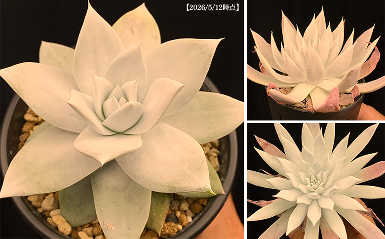 クサンチ ダドレア - 多肉植物 植物 ベンケイソウ科 分頭タイプ インテリア ナチュラル 自然 グリーン 観葉植物 おしゃれ 癒し かわいい Succulent field サキュレントフィールド 高知県 香南市 常温 cc-0001