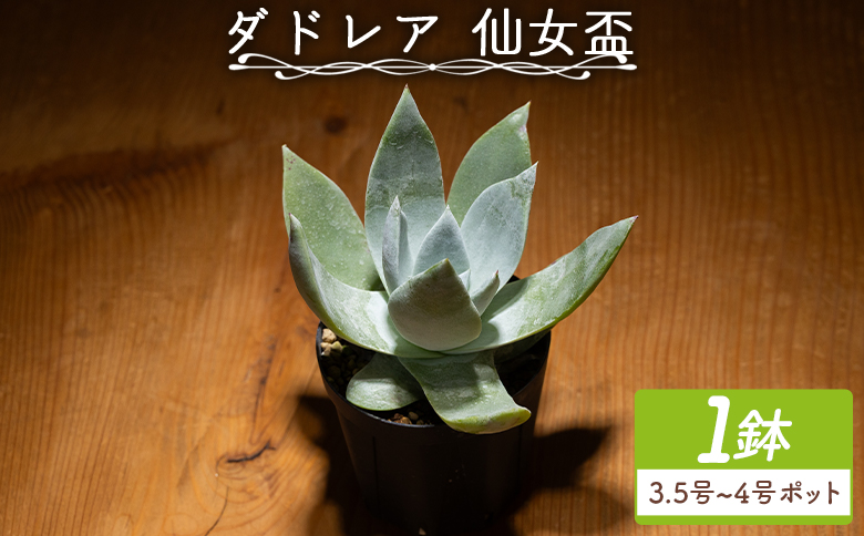 ブリトニー（仙女盃） ダドレア - 肉植物 植物 ベンケイソウ科 単頭タイプ ブリトニー インテリア ナチュラル 自然 グリーン 観葉植物 おしゃれ 癒し かわいい Succulent field サキュレントフィールド 高知県 香南市 常温 cc-0020
