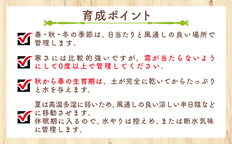 ブリトニー（仙女盃） ダドレア - 肉植物 植物 ベンケイソウ科 単頭タイプ ブリトニー インテリア ナチュラル 自然 グリーン 観葉植物 おしゃれ 癒し かわいい Succulent field サキュレントフィールド 高知県 香南市 常温 cc-0002