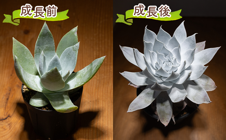 ブリトニー（仙女盃） ダドレア - 肉植物 植物 ベンケイソウ科 単頭タイプ ブリトニー インテリア ナチュラル 自然 グリーン 観葉植物 おしゃれ 癒し かわいい Succulent field サキュレントフィールド 高知県 香南市 常温 cc-0002