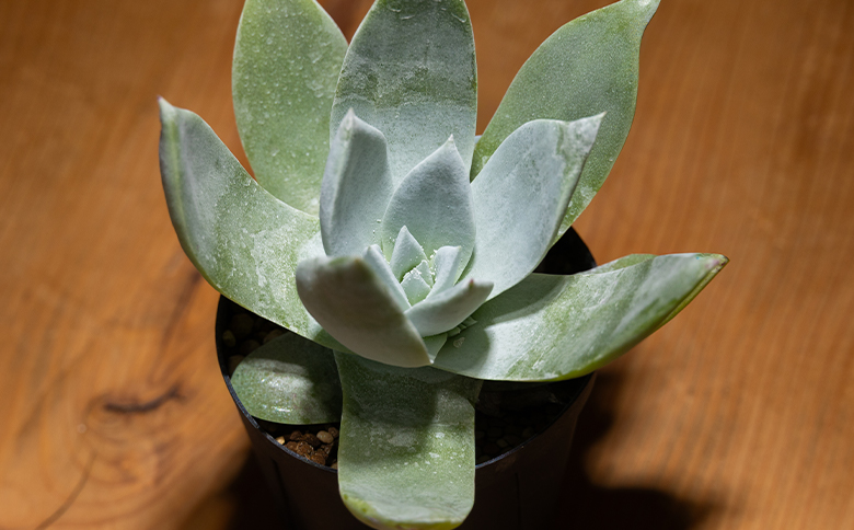 ブリトニー（仙女盃） ダドレア - 肉植物 植物 ベンケイソウ科 単頭タイプ ブリトニー インテリア ナチュラル 自然 グリーン 観葉植物 おしゃれ 癒し かわいい Succulent field サキュレントフィールド 高知県 香南市 常温 cc-0002