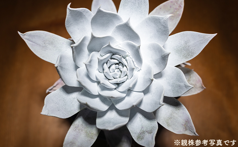 ブリトニー（仙女盃） ダドレア - 肉植物 植物 ベンケイソウ科 単頭タイプ ブリトニー インテリア ナチュラル 自然 グリーン 観葉植物 おしゃれ 癒し かわいい Succulent field サキュレントフィールド 高知県 香南市 常温 cc-0002