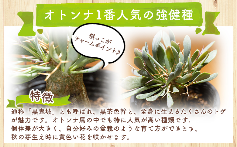 ユーフォルビオイデス オトンナ - 塊根植物 植物 黒鬼城 オトンナ属 強健種 インテリア ナチュラル 自然 グリーン 観葉植物 おしゃれ 癒し かわいい 多肉植物  サキュレントフィールド Succulent field 高知県 香南市 常温 cc-0003