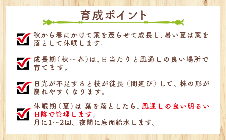 ユーフォルビオイデス オトンナ - 塊根植物 植物 黒鬼城 オトンナ属 強健種 インテリア ナチュラル 自然 グリーン 観葉植物 おしゃれ 癒し かわいい 多肉植物  サキュレントフィールド Succulent field 高知県 香南市 常温 cc-0003