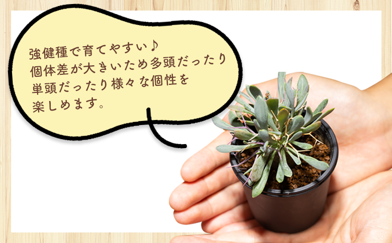 ユーフォルビオイデス オトンナ - 塊根植物 植物 黒鬼城 オトンナ属 強健種 インテリア ナチュラル 自然 グリーン 観葉植物 おしゃれ 癒し かわいい 多肉植物  サキュレントフィールド Succulent field 高知県 香南市 常温 cc-0003