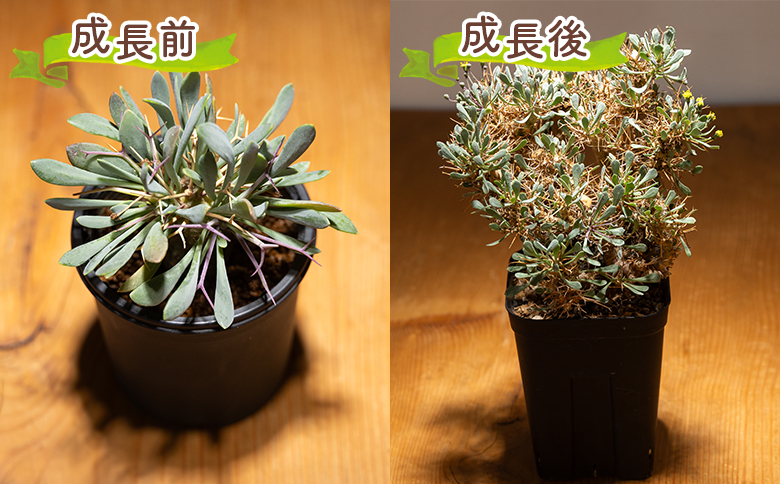 ユーフォルビオイデス オトンナ - 塊根植物 植物 黒鬼城 オトンナ属 強健種 インテリア ナチュラル 自然 グリーン 観葉植物 おしゃれ 癒し かわいい 多肉植物  サキュレントフィールド Succulent field 高知県 香南市 常温 cc-0003