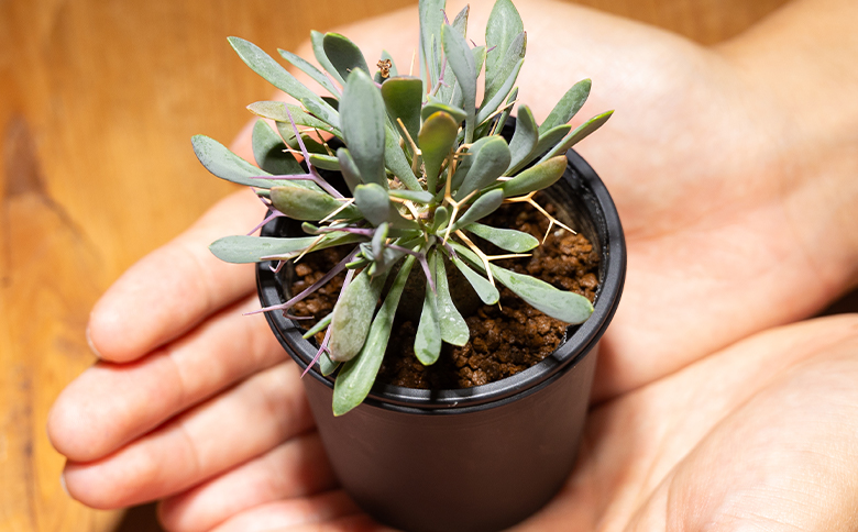 ユーフォルビオイデス オトンナ - 塊根植物 植物 黒鬼城 オトンナ属 強健種 インテリア ナチュラル 自然 グリーン 観葉植物 おしゃれ 癒し かわいい 多肉植物  サキュレントフィールド Succulent field 高知県 香南市 常温 cc-0003