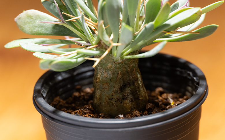 ユーフォルビオイデス オトンナ - 塊根植物 植物 黒鬼城 オトンナ属 強健種 インテリア ナチュラル 自然 グリーン 観葉植物 おしゃれ 癒し かわいい 多肉植物  サキュレントフィールド Succulent field 高知県 香南市 常温 cc-0003