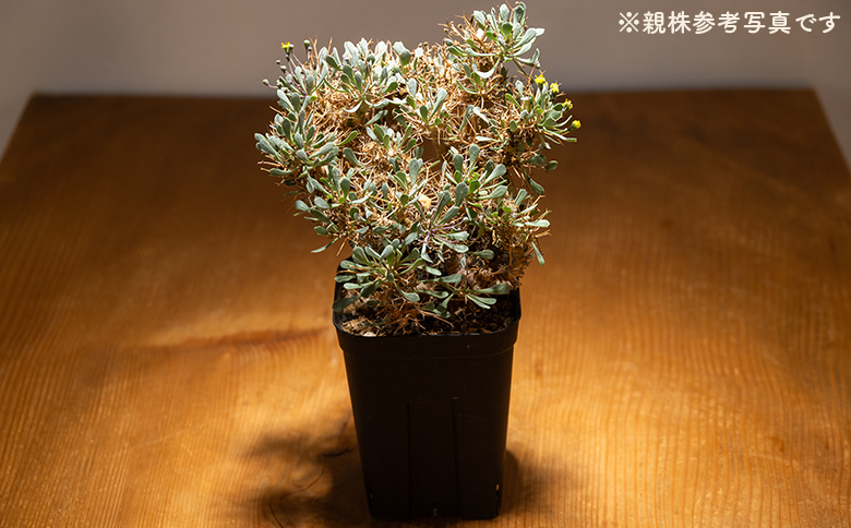 ユーフォルビオイデス オトンナ - 塊根植物 植物 黒鬼城 オトンナ属 強健種 インテリア ナチュラル 自然 グリーン 観葉植物 おしゃれ 癒し かわいい 多肉植物  サキュレントフィールド Succulent field 高知県 香南市 常温 cc-0003