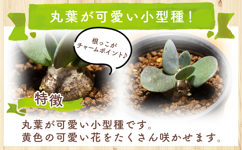 インターメディア オトンナ - 塊根植物 植物 小型種 インテリア ナチュラル 自然 グリーン 観葉植物 おしゃれ 癒し かわいい 多肉植物 サキュレントフィールド Succulent field 高知県 香南市 常温 cc-0004