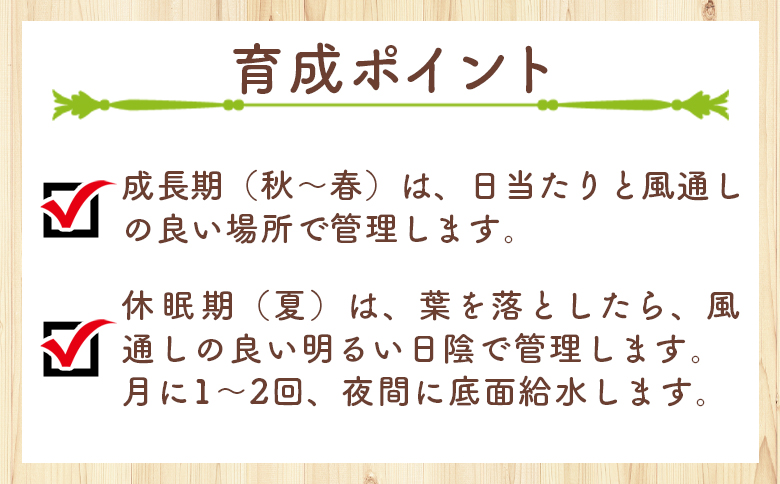 カカリオイデス オトンナ - 植物 オトンナ属 インテリア ナチュラル 自然 グリーン 観葉植物 おしゃれ 癒し かわいい 多肉植物 塊根植物 サキュレントフィールド Succulent field 高知県 香南市 常温 cc-0010