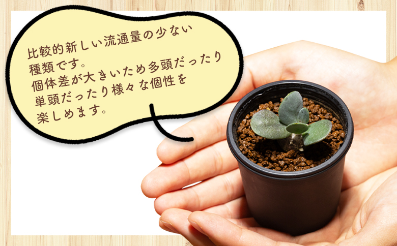 インターメディア オトンナ - 塊根植物 植物 小型種 インテリア ナチュラル 自然 グリーン 観葉植物 おしゃれ 癒し かわいい 多肉植物 サキュレントフィールド Succulent field 高知県 香南市 常温 cc-0004