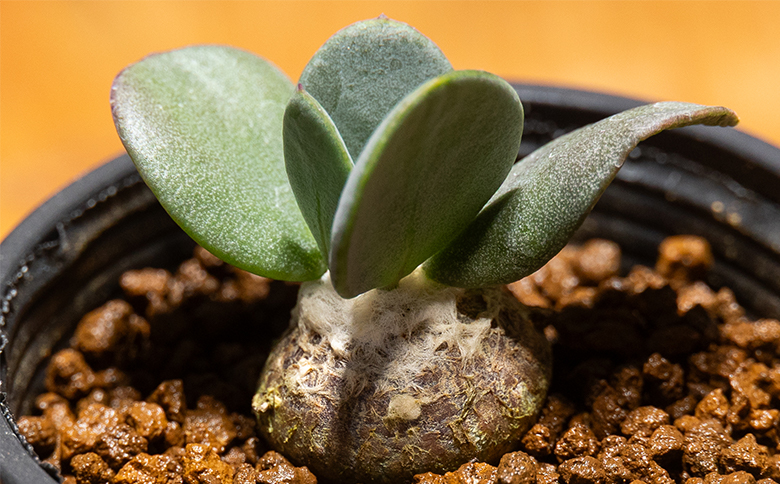 インターメディア オトンナ - 塊根植物 植物 小型種 インテリア ナチュラル 自然 グリーン 観葉植物 おしゃれ 癒し かわいい 多肉植物 サキュレントフィールド Succulent field 高知県 香南市 常温 cc-0004